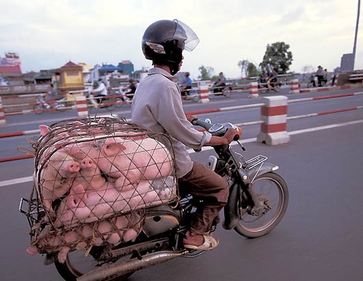 How to transport pigs
