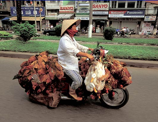 How to transport chicken
